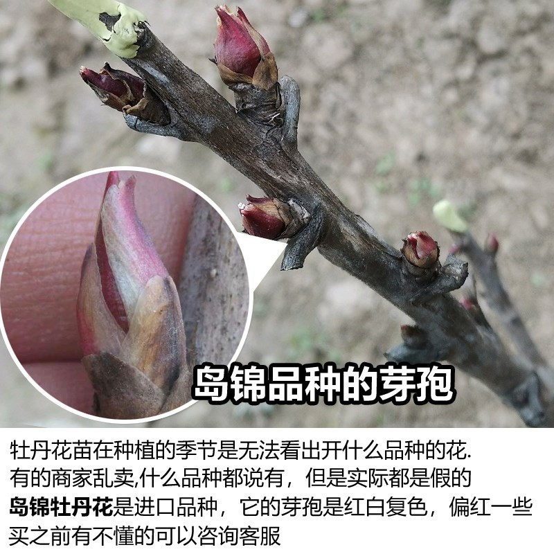 正宗岛锦牡丹花苗大苗花卉植物室内花易活好养盆栽庭院牡丹花树苗