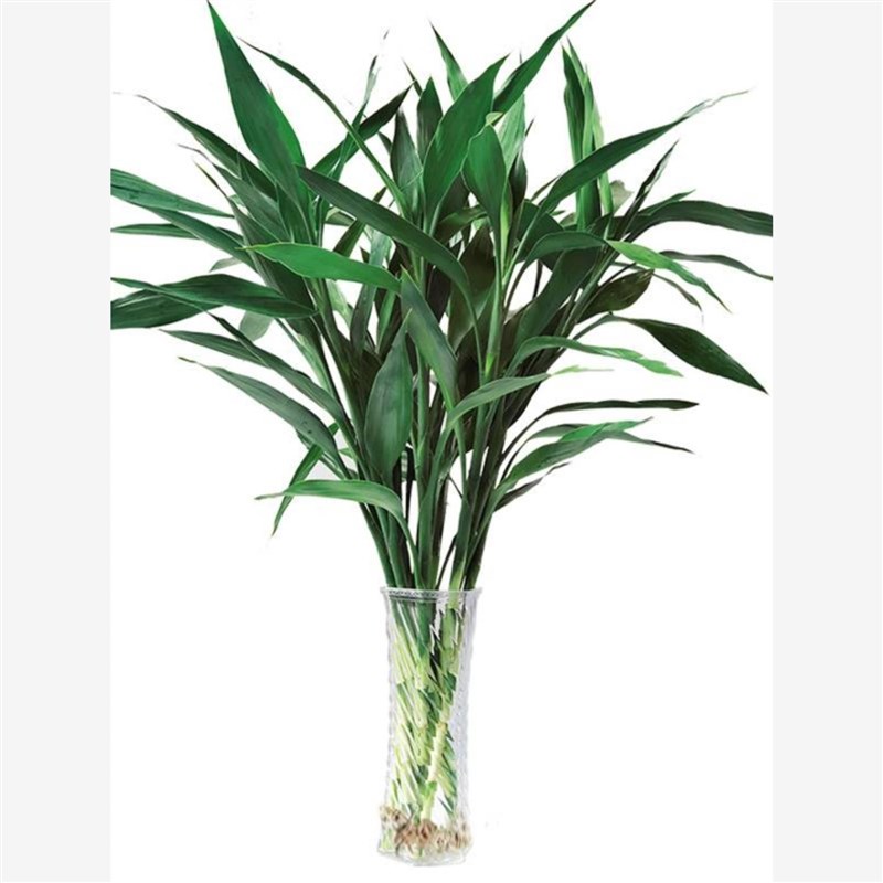 富贵竹带根水培植物水养水竹好养粗杆大颗发财卧室内客厅无土绿植