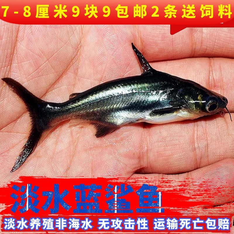 推荐活体观赏鱼水蓝鲨鱼宠鱼新手鱼好鱼养的非海水无攻击性物淡可