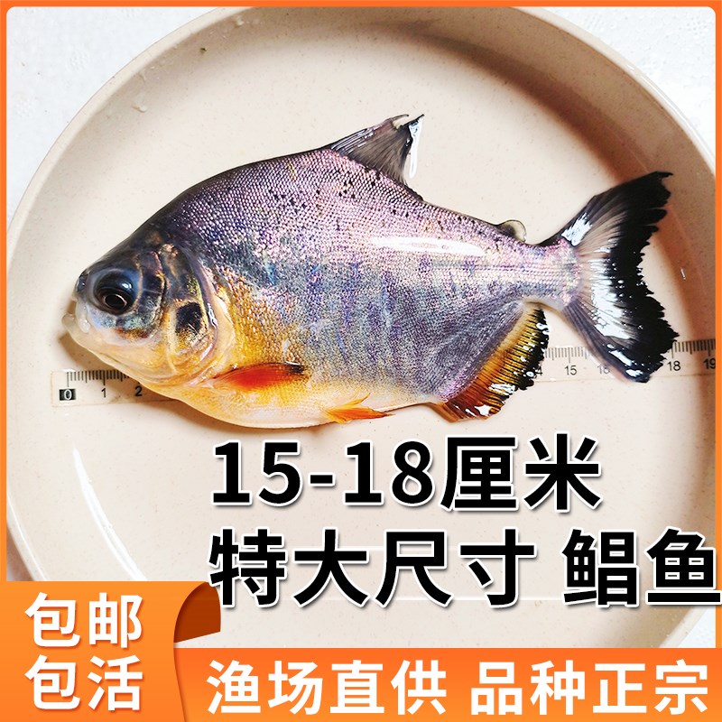速发鲳鱼苗红腹鲳鱼观赏鱼白鲳鱼苗淡水养殖红鲳红昌鱼苗热带观赏