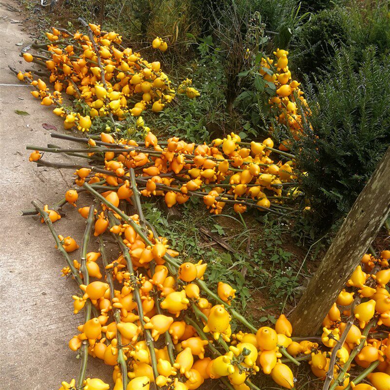五代同堂黄金果福禄果五代果长寿果五指乳茄果牛头果室内年宵花卉