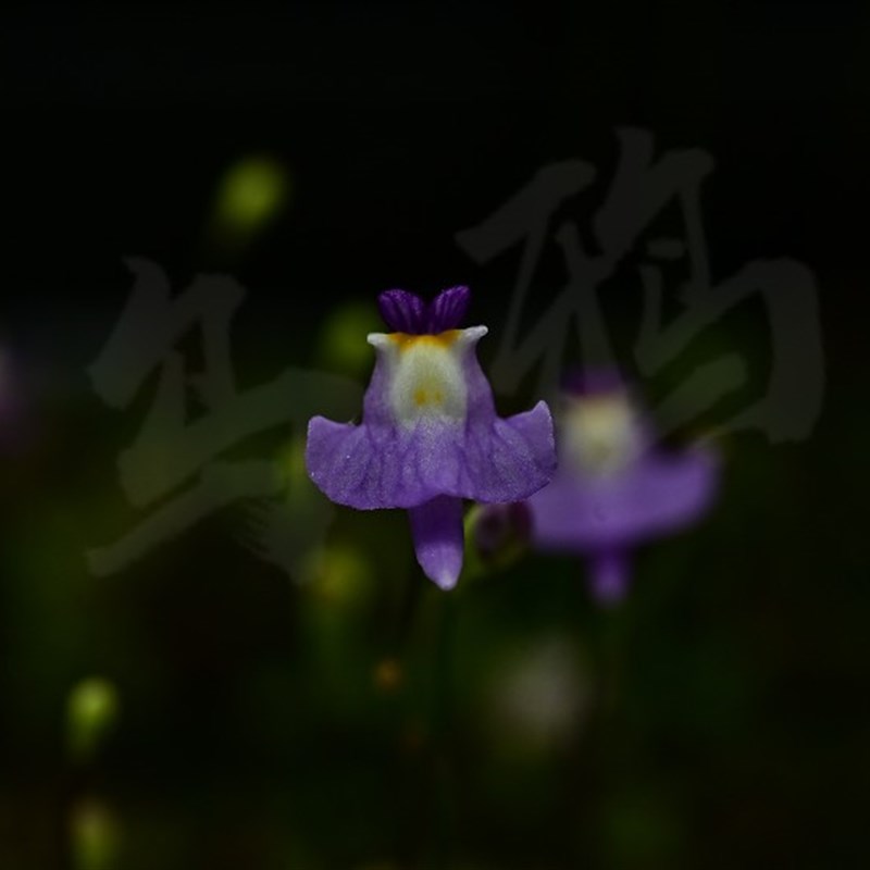 茶杯兔子狸藻—狸藻套餐—W食虫植物组