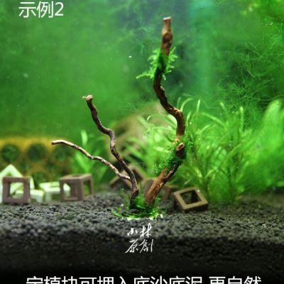 手工鱼缸森林造景莫斯moss摩丝灌木丛真迷你水草真沉木小树林形