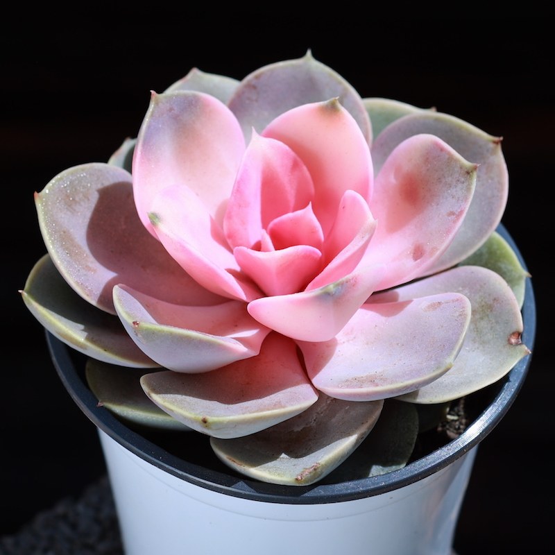 红心莲多肉植物新款好养组合盆栽肉肉花老桩网红阳台贵货大株