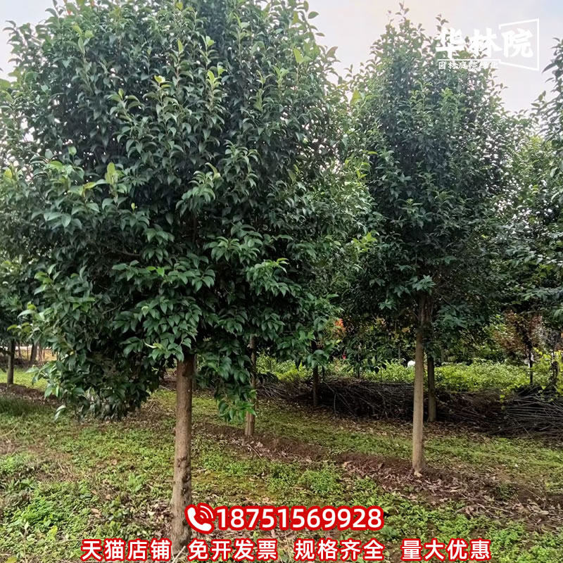 大叶女贞树苗园林绿化q工程风景大树庭院四季常青耐寒杆行道树