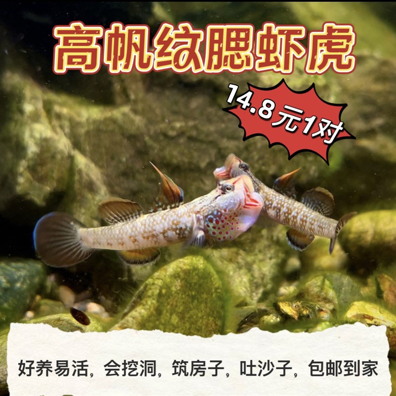 速发原生鱼生态冷水淡水好养耐活小型溪吻纹腮白面虾虎溪流活鱼观