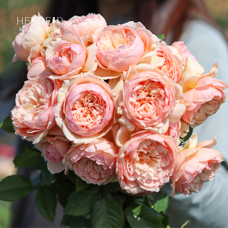 海蒂的花园真宙k直立月季浓香勤花耐热室外阳台花卉植物盆栽苗