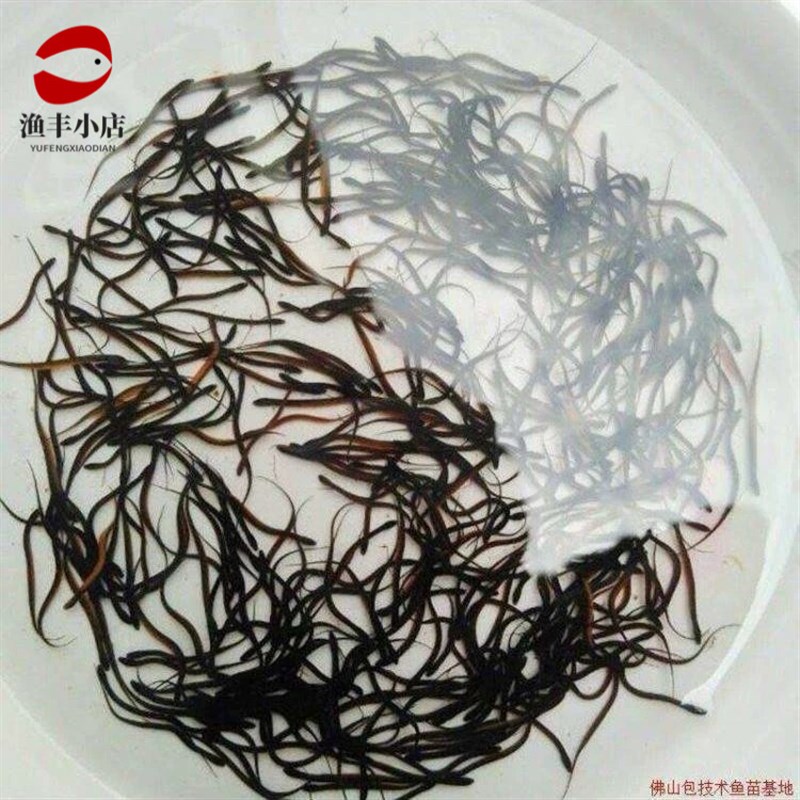速发黄鳝水花苗 长鱼苗 鳝鱼鱼苗 小黄鳝苗 鳝苗 快大 易活 耐寒