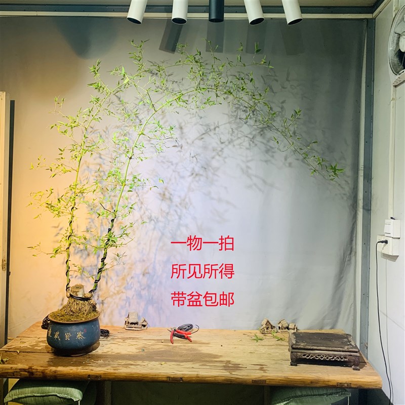 文人小叶簕竹阳台室内外桌面勒竹熟桩绿植庭院花园茶馆一物一拍