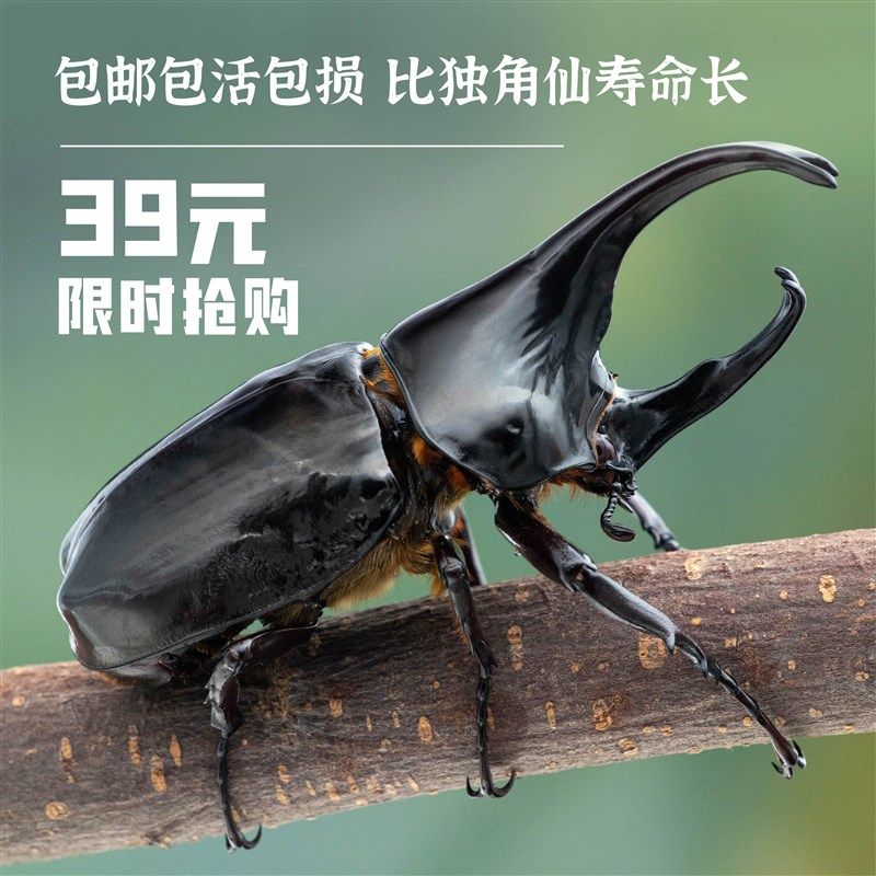 牧野虫社独角仙彩虹锹甲甲虫活体路引