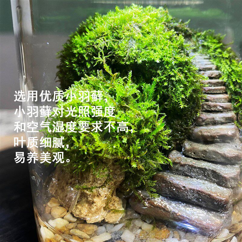 闷养生态瓶苔藓迷你玻璃瓶辣椒蟹爬虫饲养微景观s阶梯造景成品发
