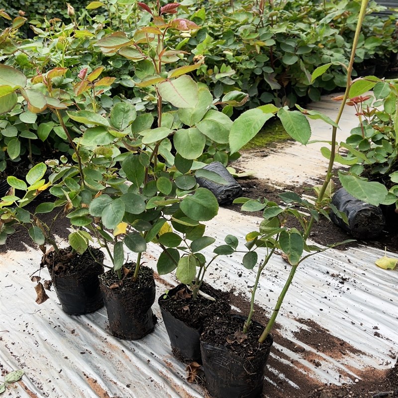 伊芙花环 大花浓香小苗扦插月季耐热好养阳台庭院稀有绿植盆栽