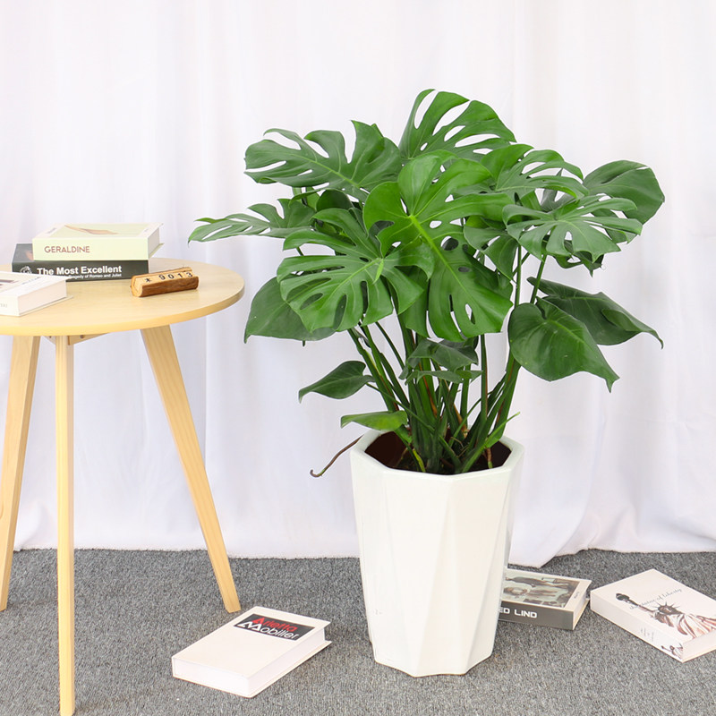 南宁木之意|龟背k竹植物盆栽室内室外耐阴热带雨林风大叶天南星科