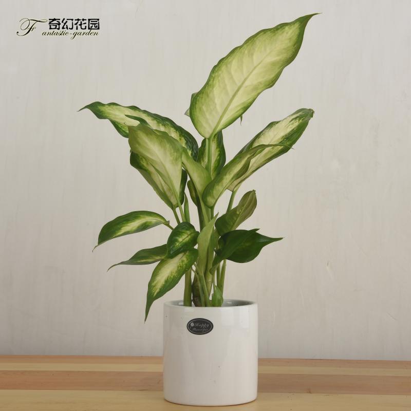 青岛花叶万年青盆栽粉黛绿植银皇后玛丽安桌面办公室内除甲醛植物