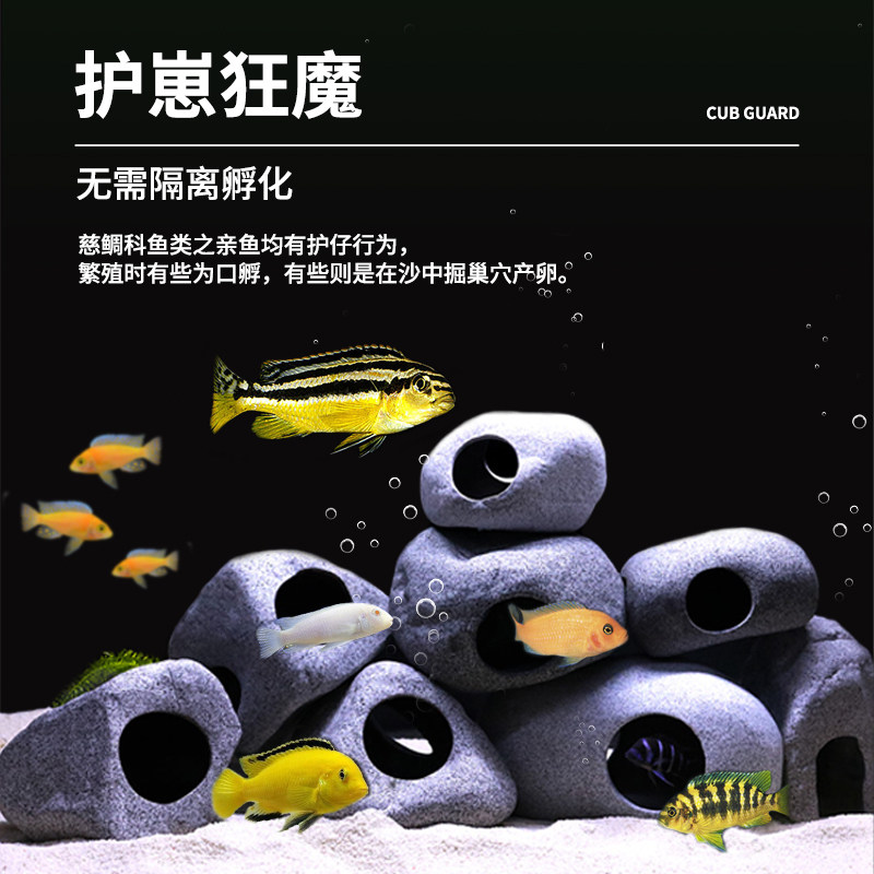 速发三湖慈鲷小鱼苗观赏鱼宠物小型好养热带鱼耐活淡水鲷鱼冷水观