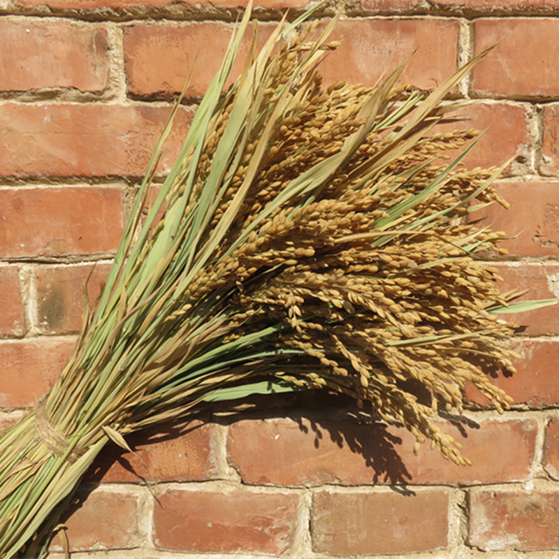 稻穗装饰 纯天然稻子稻谷干花 麦穗高粱丰收拍摄影道具开业大麦