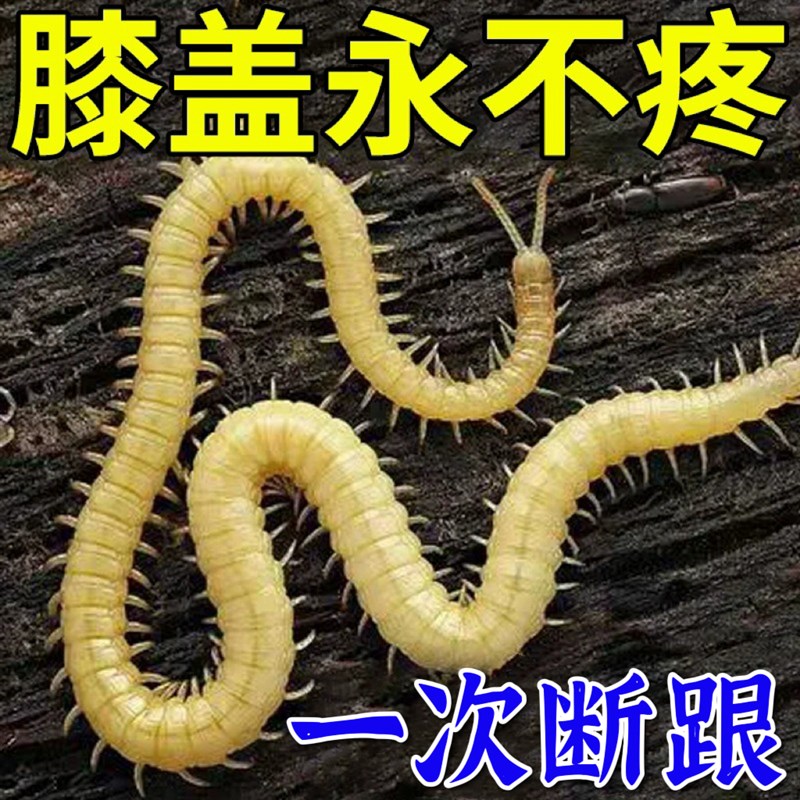 热销治膝盖疼痛膏半月板磨损关节积水积液滑膜炎骨刺腿疼膝关节疼