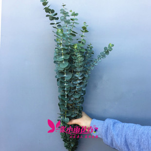 10枝 新鲜单枝小尤加利叶 鲜植物绿植可配花有香驱可蚊味可做干花
