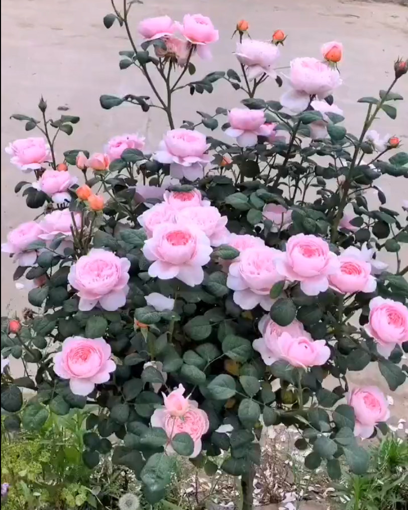 棒棒糖树桩月季花苗特大花朵瑞典b女王花卉植物庭院四季开树状月