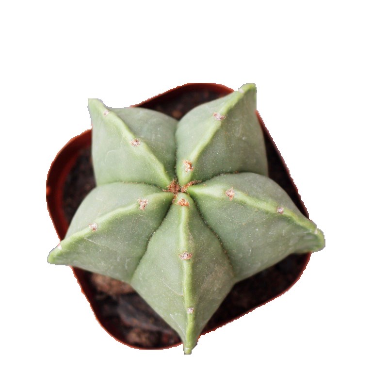 大颗实生五角白沙鸾凤玉 开花多肉植物小盆栽 新手好养花卉萌肉肉