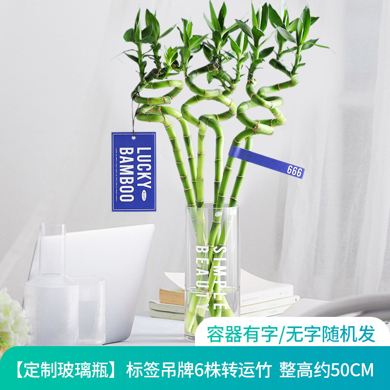 小众高货富贵竹水培植物开运转运竹龙竹办公室内桌面观叶盆栽水培