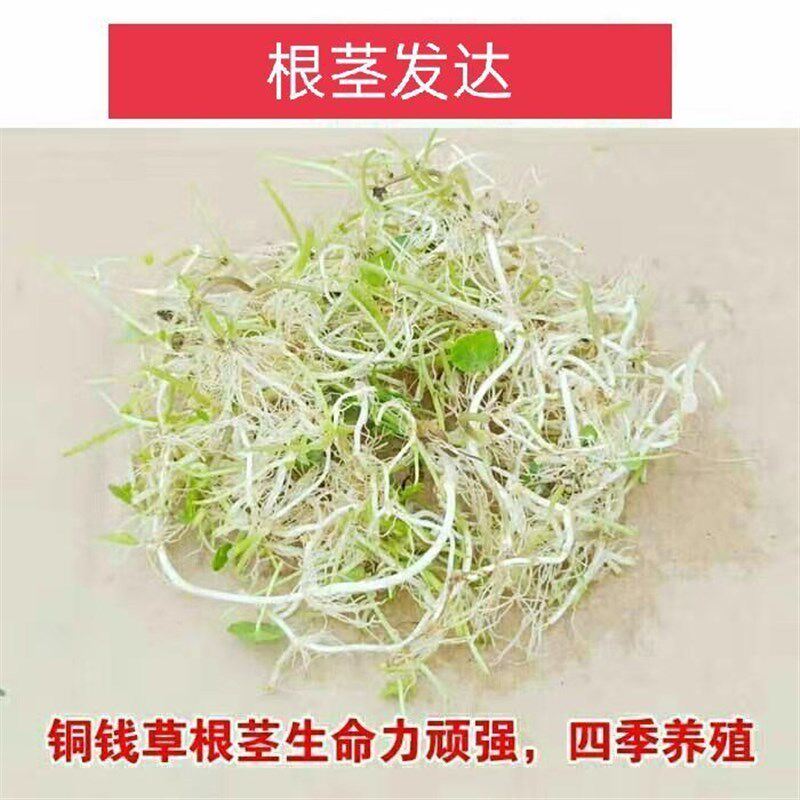 小众高货花盆草水仙通用盆栽铜钱栽植养植养四季常青室内花好养花