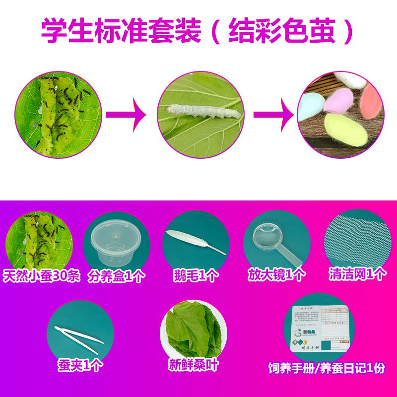 急速发货江南的蚕宝宝活物卵小学生养蚕套装全套工具新鲜桑叶喂蚕