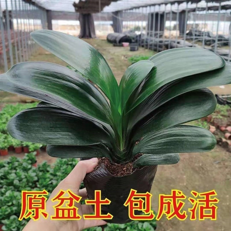 速发四季君e子兰盆栽蝴蝶兰花苗大小苗花卉植物室内花圆头和尚四