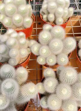 实生白小丁大颗群生仙人球软毛无刺好养可爱萌肉盆栽花卉桌面植物