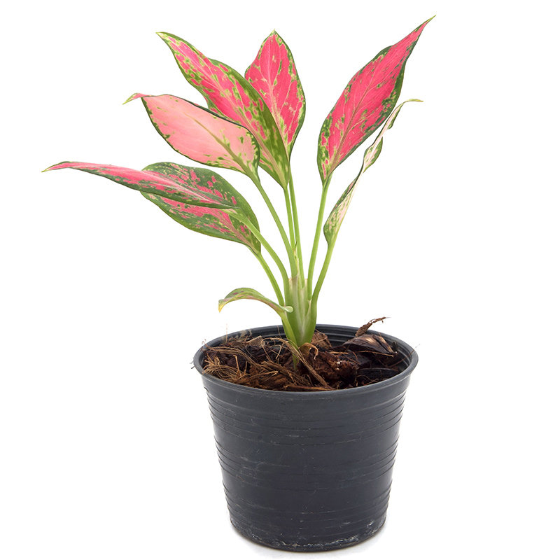 速发彩叶a芋竹芋泰国美人白色恋人花草莓之心红酒飞溅夏日微风客