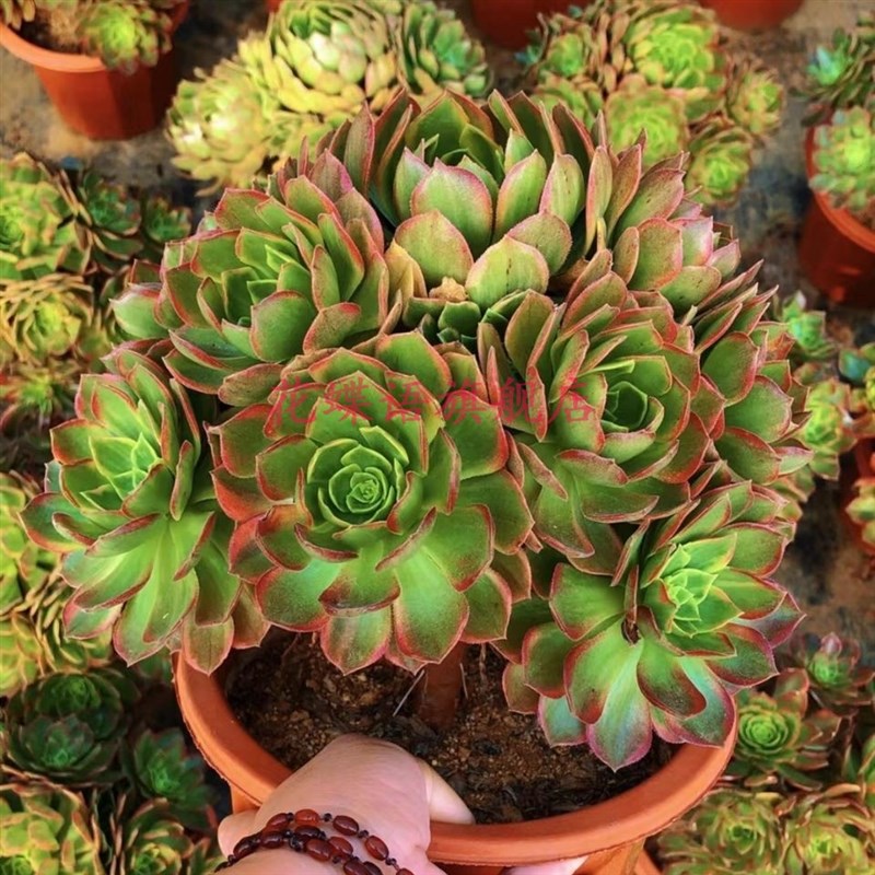 法师系列多肉植物黄锦万圣节黄万锦绿植花卉园艺盆栽组合套餐