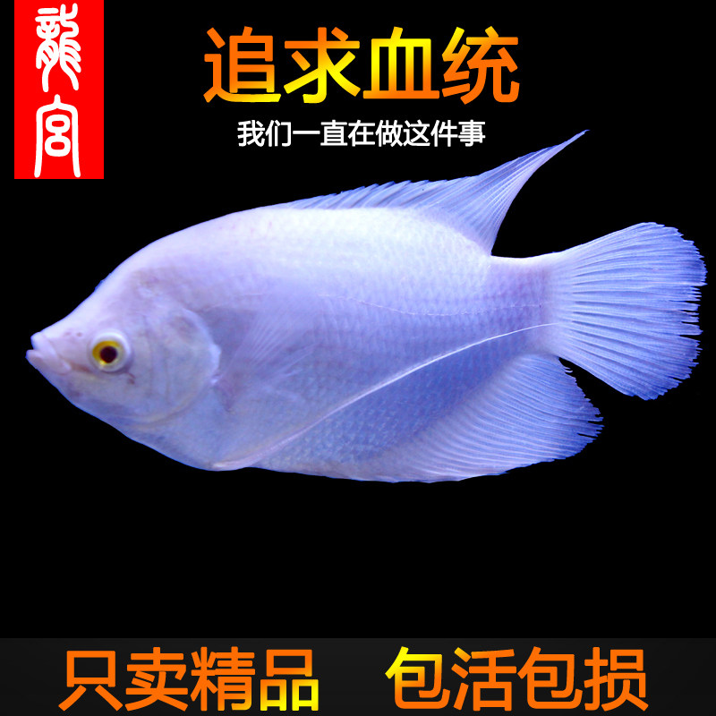 速发精品【招财鱼系列】正宗红眼战船活鱼黑眼招财鱼热带观赏
