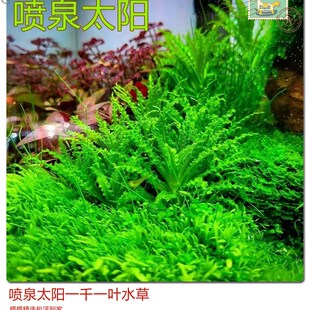 喷泉太阳稀有h水草喷太椒草造景鱼缸草缸前景水草自养水下叶翠绿