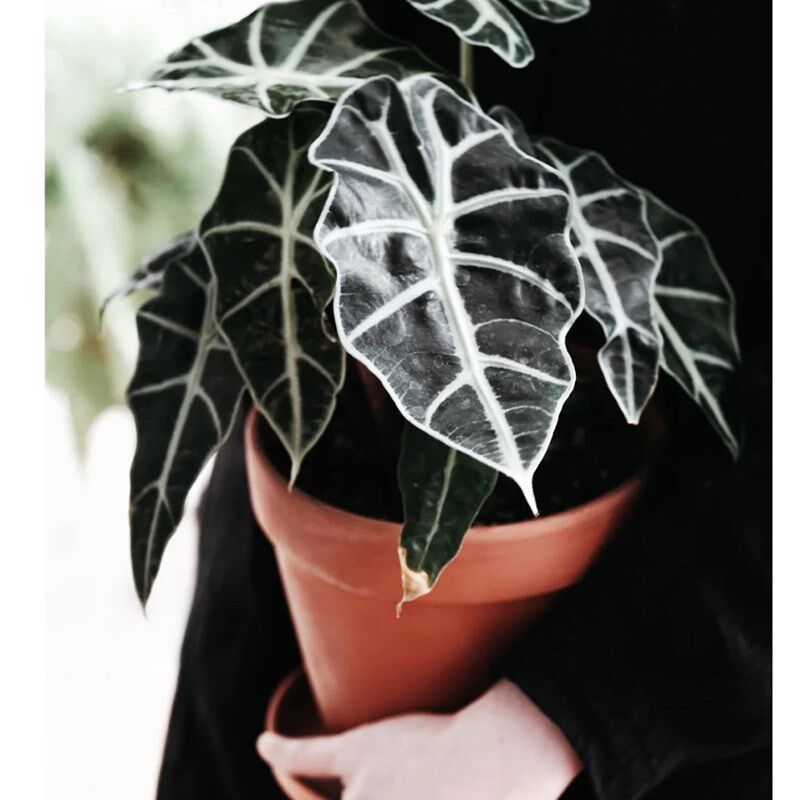 大仙女海芋非洲面具黑叶芋网红观叶喜阴室内办公室桌面绿植盆栽