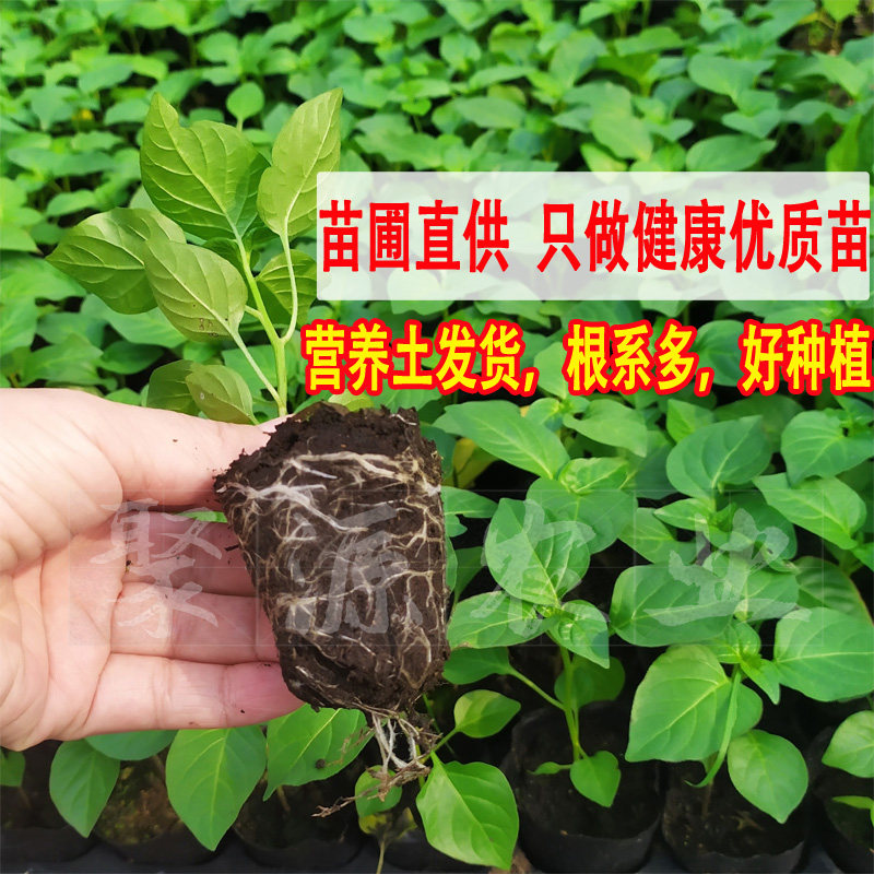 广西七彩椒苗五彩椒辣椒苗泡椒苗阳台盆栽苗带土四季种植灯笼椒苗