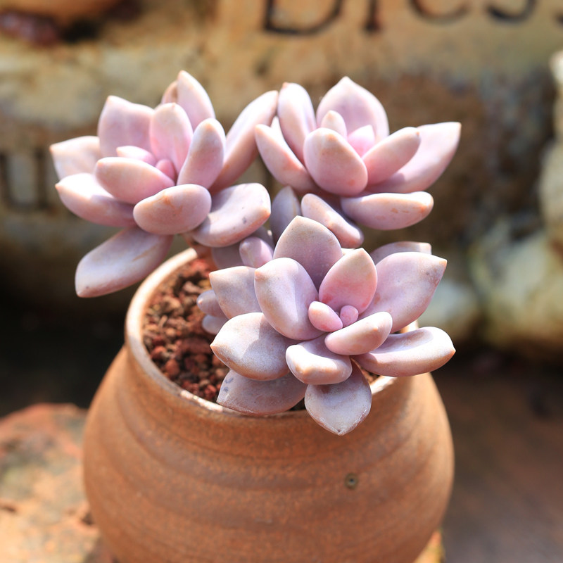 桃霜老桩多肉植物云n南好养活稀有室内吸甲醛肉肉绿植盆栽花卉直