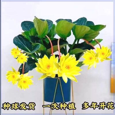 宝莲灯花盆栽四季开花耐寒易养活绿植地阳台室内花卉大全驱蚊虫苗