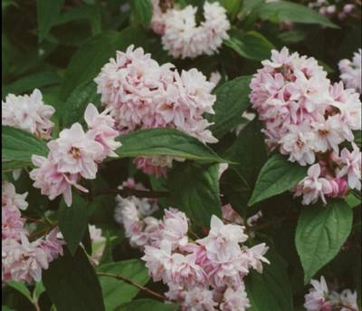 溲疏 粉蓬蓬/粉红绒球 花期长C耐寒丰花庭院花园绿植花卉花苗