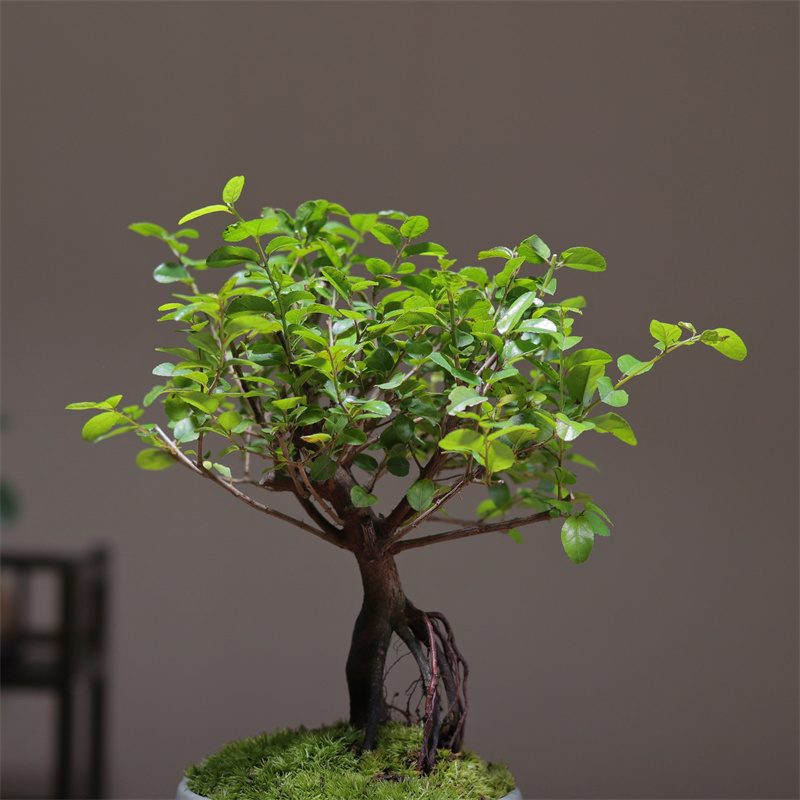 老桩雀梅小盆景栽绿植物书房茶桌面禅意好养办公室内喜阳植物净化