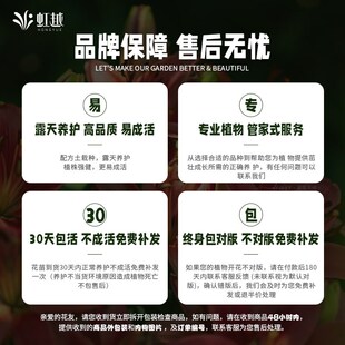 圆锥绣球魔幻勃朗峰小绚丽花苗盆盆栽大花庭院阳台花卉植物好养活