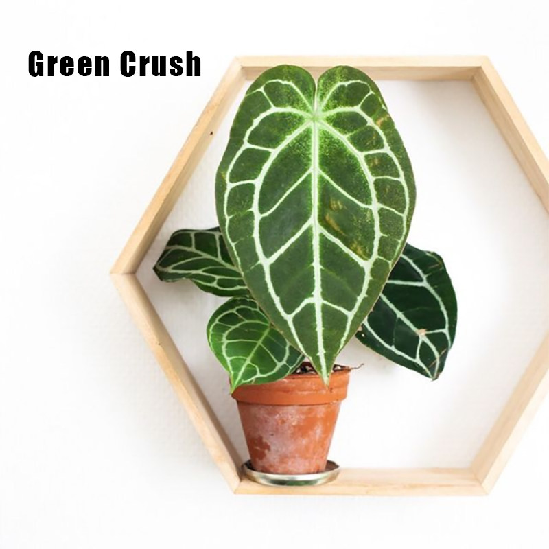 密纹克莱恩水晶h花烛观叶热带植物阳台盆栽庭院绿大型叶片好养植