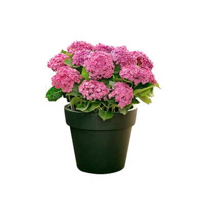 塔莎的花园 【绣球小苗】重瓣无尽夏花手球盆栽大苗庭院花卉