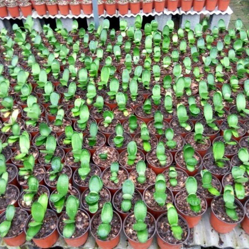 鞍山周静学君子兰小苗短叶盆栽精品元宝座绿植花卉腊膜麻脸宽