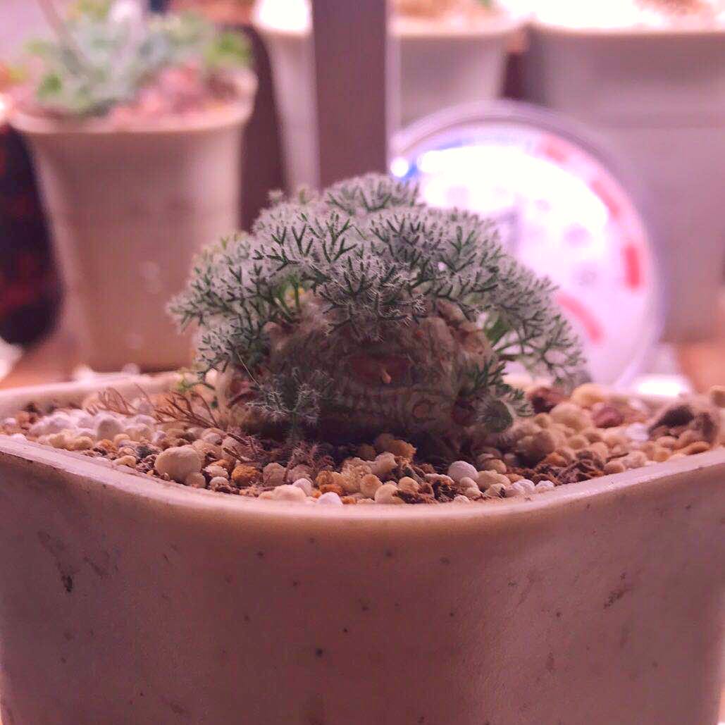 白皮月界小苗白皮月界多肉稀a有块根块茎多肉纯种白皮非杂交