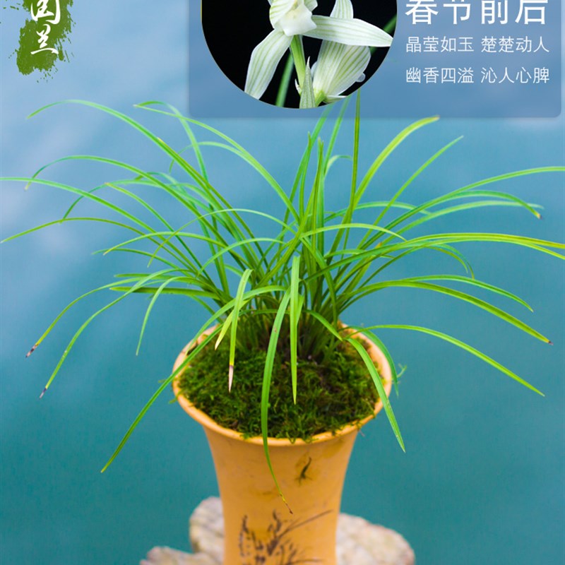 厂家兰花盆栽植物莲瓣兰小雪素名贵细叶兰花苗兰草带花苞好养