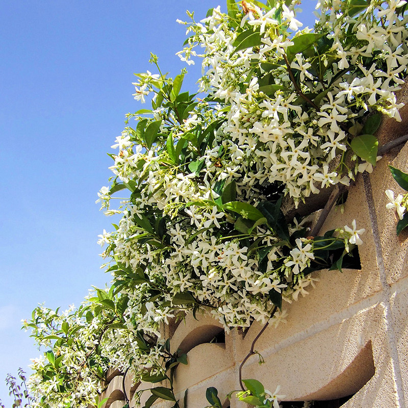 垂丝风车茉莉盆栽大苗p庭院爬藤植物阳台室内外四季开花卉好养浓