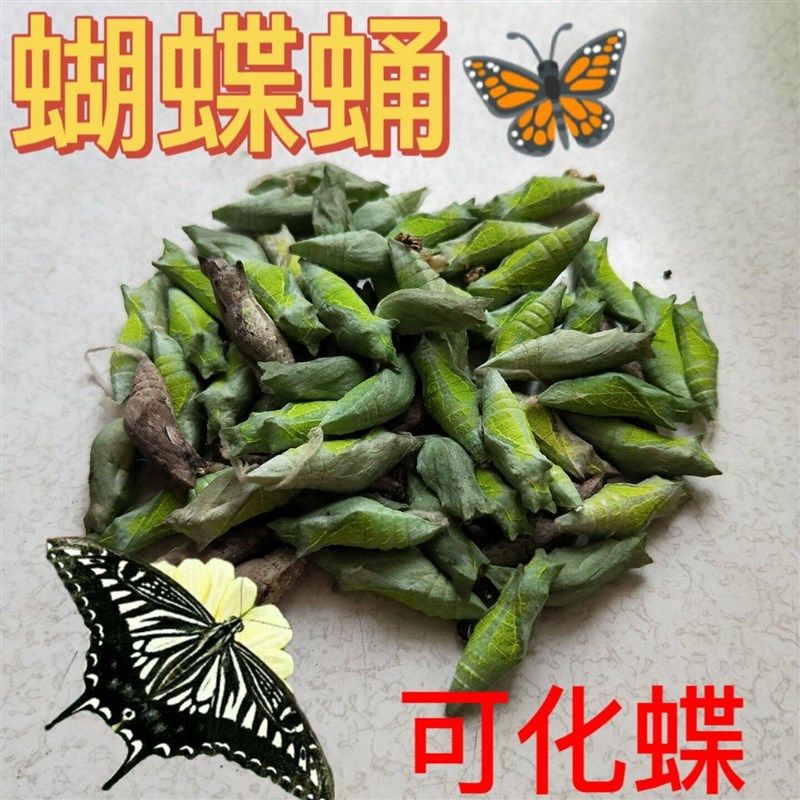 蝴蝶蛹可孵化无毒认主凤蝶绿带翠凤蝶碧凤蝶蓝色多品种蝴蝶卵孵化