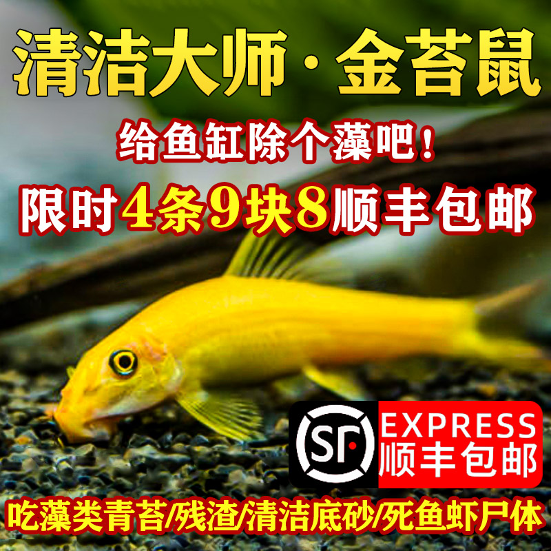 新品观赏鱼清道夫鱼金苔鼠除藻工具鱼淡水好养鱼缸V清洁工热带鱼