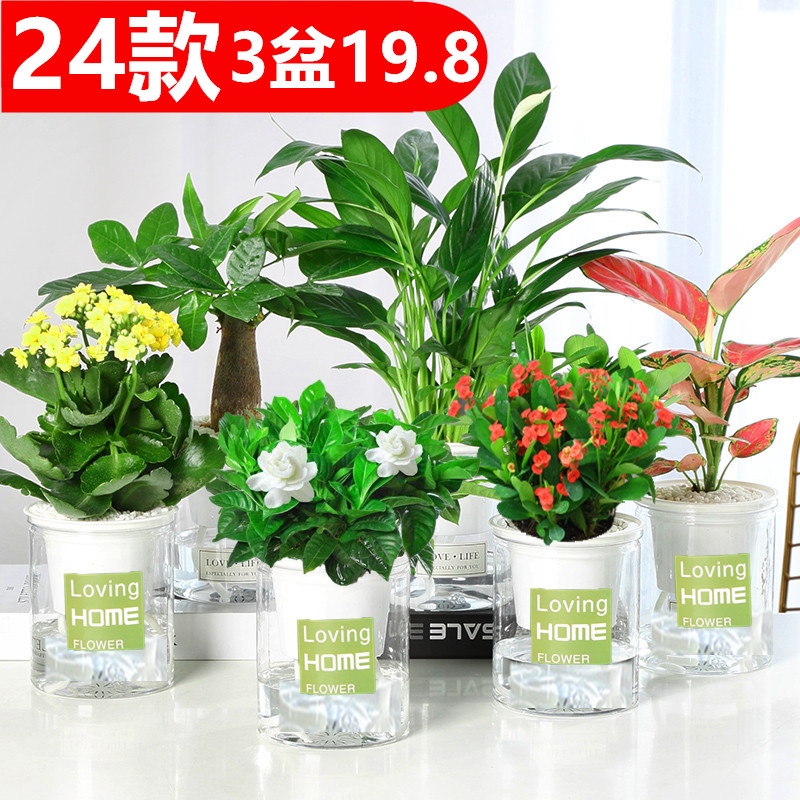 多肉植物水培绿萝办公室内好养发财树绿植栀子花卉桌面小盆栽芦荟