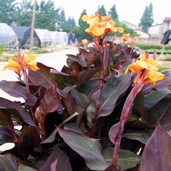 水培水生花卉美人蕉旱伞草水竹再力花黄菖蒲千屈菜U苗池塘湿地植